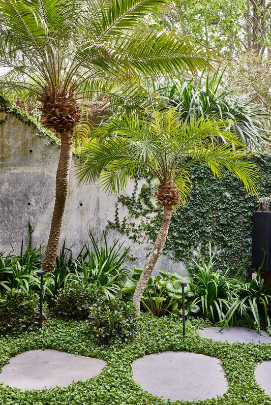 Beautifully landscaped sub-tropical garden with palms and bluestone steppers. The perfect urban garden for a fraser coast climate.