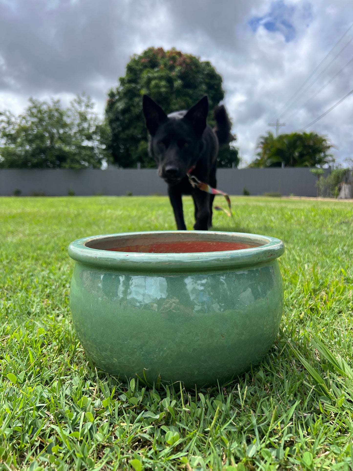 Glazed Flat-Rim Bowl Planter