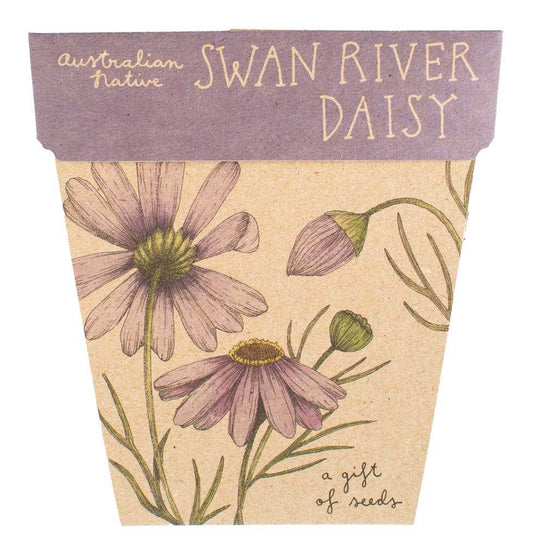 Swan River Daisy Gift of Seeds