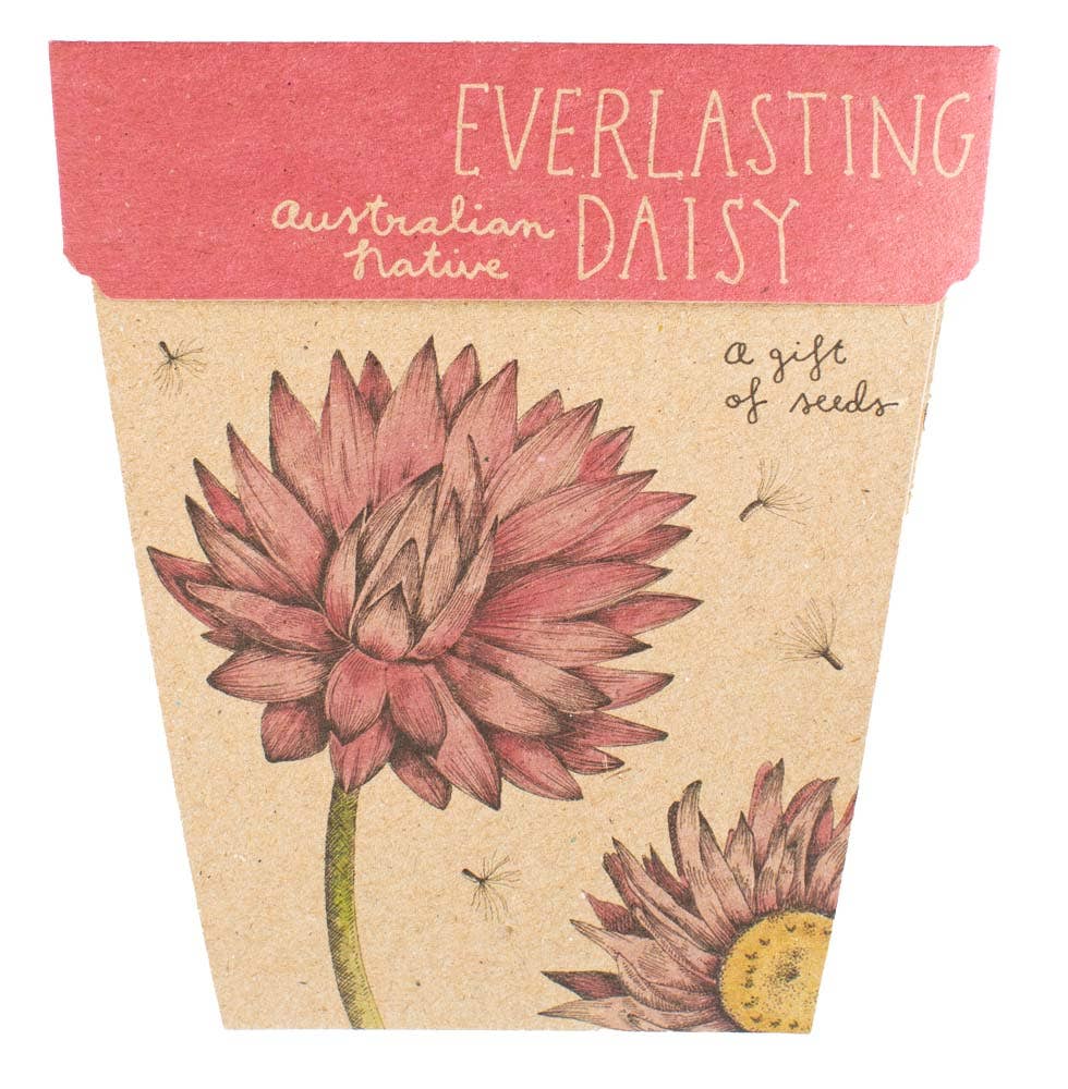 Everlasting Daisy Gift of Seeds 